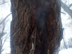 В Кривом Роге пожарные тушили горящее дерево1