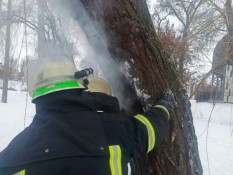 В Кривом Роге пожарные тушили горящее дерево2
