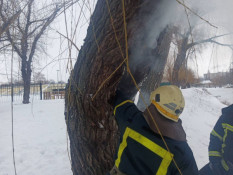 В Кривом Роге пожарные тушили горящее дерево0