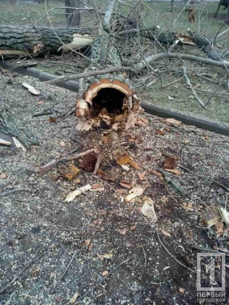В одному з парків Кривого Рогу рятували сплячих кажанів, яких знайшли у спиляному дереві | Новини Кривий Ріг1