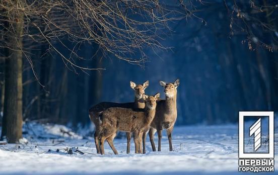 Фотографія українця увійшла до 15 кращих у світі