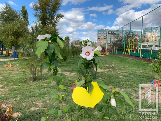 В одному з мікрорайонів Кривого Рогу облаштували «Сад гібіскусів» в пам’ять про полеглих у війні з окупантами військових6