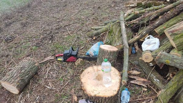 Нарубали дров на 5 років позбавлення волі: у Криворізькому районі спіймалі 