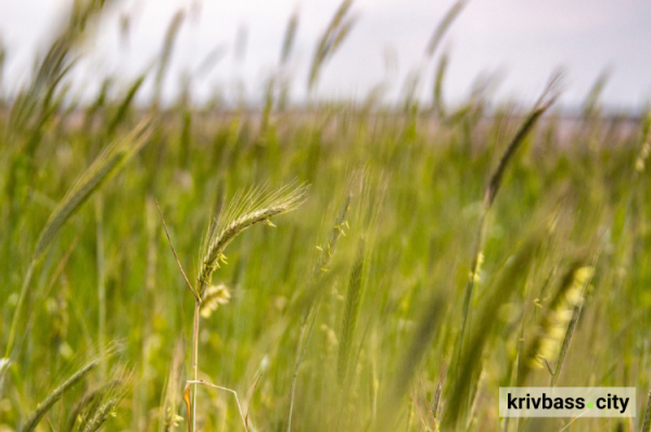 Пилу буде менше: цієї весни ще 10 гектарів хвостосховища Північного ГЗК засіяли житом1