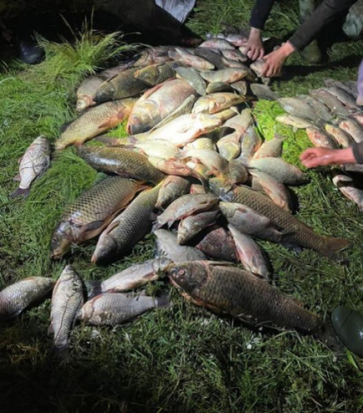 У Криворізькому районі браконьєри виловили 113 кг риби0