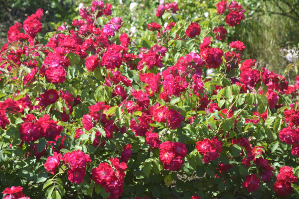 Королева квітів – троянда: у Кривому Розі запрошують до ботанічного саду3