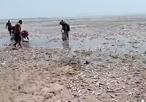 На Криворіжжі знищили близько 30 000 карасів, які загинули через підрив греблі Каховської ГЕС0