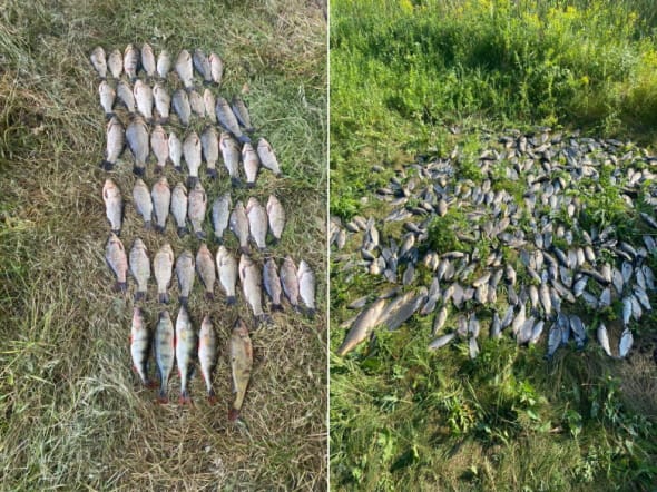 У Криворізькому районі браконьєри спіймали риби на понад пів мільйона - де все було0