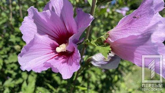 Ботанічний сад запрошує жителів та гостей Кривого Рогу насолодитися цвітінням витончених гортензій та ніжного гібіскуса2
