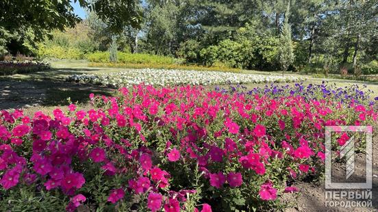 Ботанічний сад запрошує жителів та гостей Кривого Рогу насолодитися цвітінням витончених гортензій та ніжного гібіскуса3