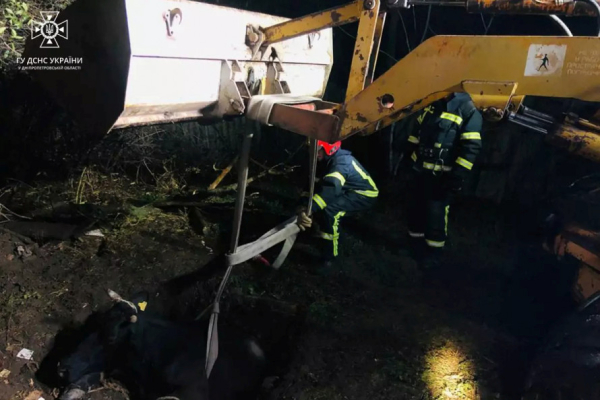Впала у яму: на Криворіжжі надзвичайники дістали корову з пастки1