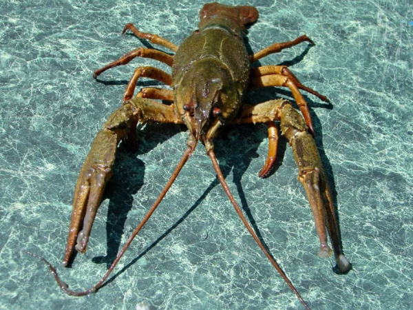 У Кривому Розі до літа просять не турбувати раків: у місті ввели заборону на вилов1