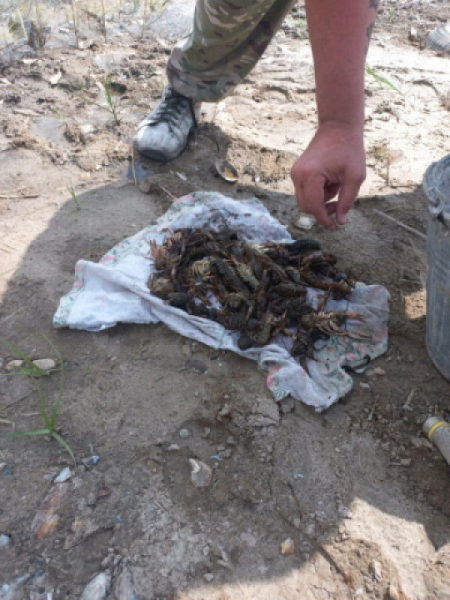 На Дніпропетровщині браконьєр наловив раків майже на 300 тисяч грн   0