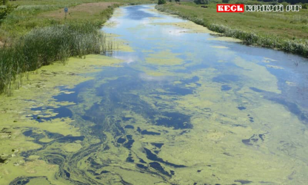 Зацвіла вода в річках в Кривому Розі