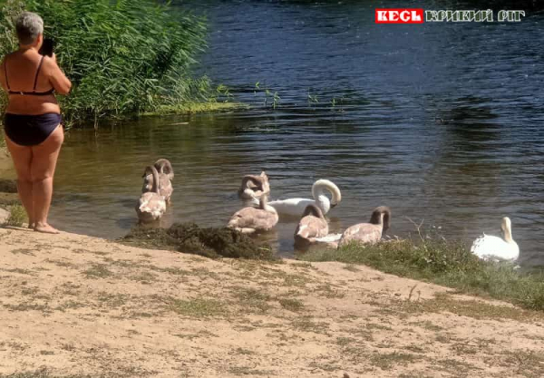 Білі та сірі лебеді приплили до пляжу в парку Мершавцева в Кривому Розі