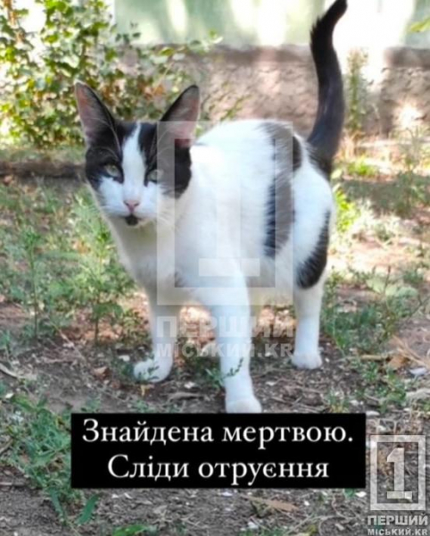 Нелюдське звірство до пухнастиків: у Кривому Розі безпритульні тварини знову стали жертвами жорстокості1