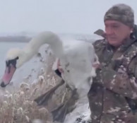 Небайдужі криворіжці врятували лебедя, який потрапив у крижану пастку0