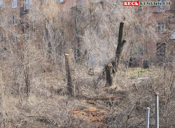 Омолоджені дереві омолодили на 96 кварталі в Кривому Розі