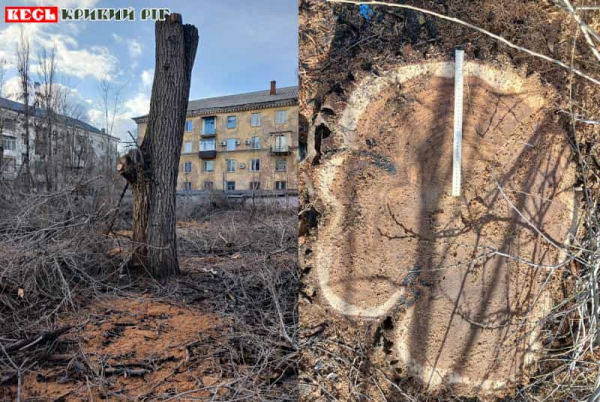 Омолоджені дерева омолодили до пеньків на пр. Університетському в Кривому Розі