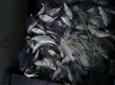 Браконьєри на Саксагані: у Кривому Розі та районі викрито масштабні порушення рибного законодавства0