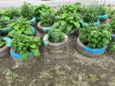 У Кривому Розі на клумбі  поміж квітів місцевий мешканець знайшов рюкзак зі зброєю і боєприпасами0