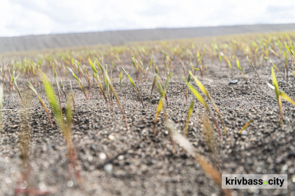 У Кривому Розі на Центральному ГЗК Метінвесту цьогоріч збільшили обсяги застосування зелених технологій2