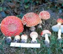 На Дніпропетровщині 10 людей отруїлися грибами з початку осені0