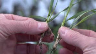 На Дніпропетровщині припинилася посуха: озимі зійшли по всій області0