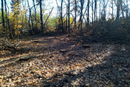 Неподалік від Кривого Рогу у лісосмугах вирублено понад 200 дерев на загальну суму понад 1 млн грн0