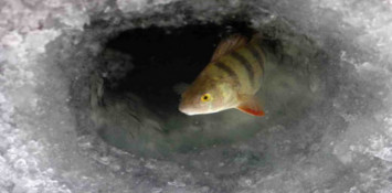 В області заборонили вилов риби на зимувальних ямах0