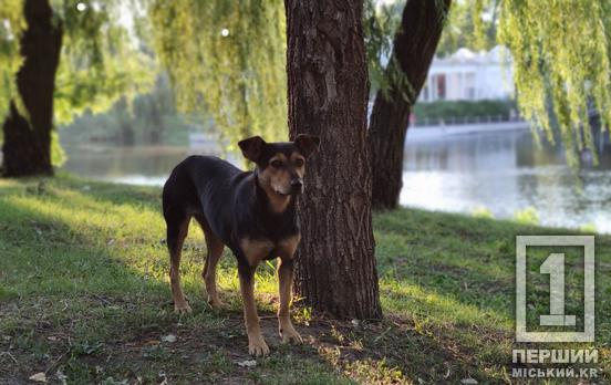«З теплом у серці»: НБУ пропонує школам та виші долучитися до марафону добрих справ та інших заходів на підтримку чотирилапих