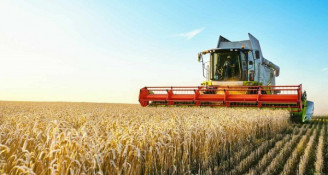 На Дніпропетровщині зафіксували зростання чисельності небезпечного шкідника озимини0