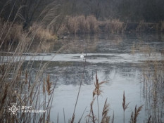 На Харківщині надзвичайники врятували з пастки лебедя1