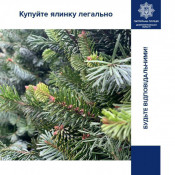 Сезон новорічних ялинок розпочався: як не потрапити у халепу, купуючи натуральне хвойне деревце0