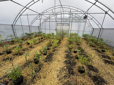 Від бухгалтерії до чилі: жителька Кривого Рогу вирощує вдома найгостріші перці світу3