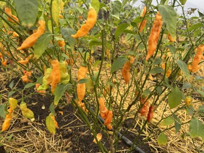 Від бухгалтерії до чилі: жителька Кривого Рогу вирощує вдома найгостріші перці світу6