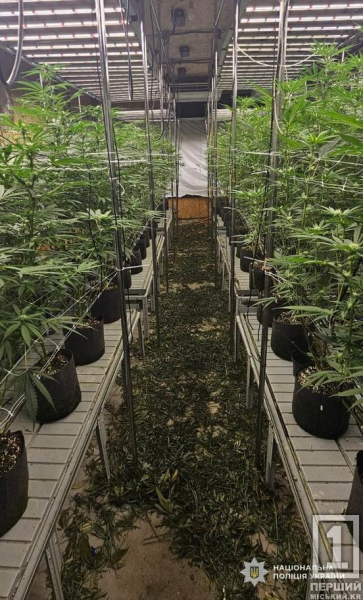 Вклав мільйони у конопляну ферму «для всієї області»: затримано наркоділка з Дніпра1