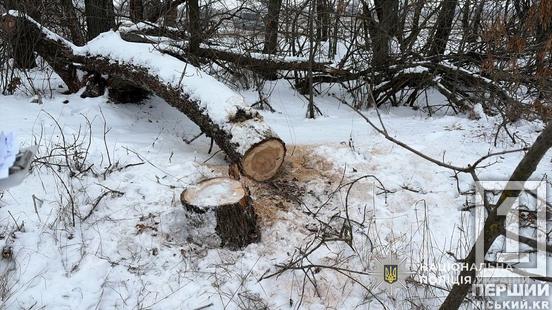 Нищили ліс заради мільйонів: на Дніпропетровщині накрили «чорну» пилораму1
