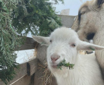 Подаруй ялинці друге життя: на Дніпропетровщині збирають хвойні дерева для евакуйованих тварин0