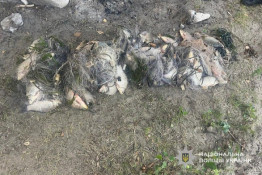 Понад 100 тисяч гривень збитків: на Дніпропетровщині судитимуть браконьєра0