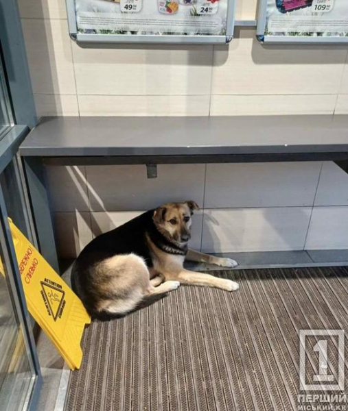 Поштовх дала надто морозна зима: Україна може оновити правила перебування тварин у магазинах і не тільки4