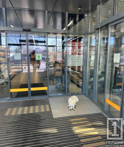 Поштовх дала надто морозна зима: Україна може оновити правила перебування тварин у магазинах і не тільки1