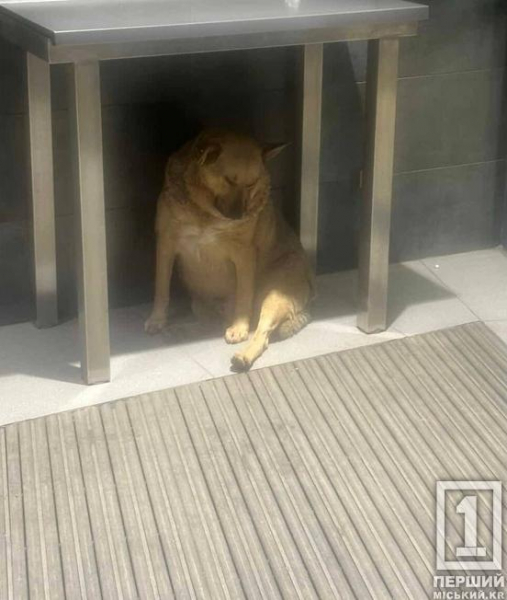 Поштовх дала надто морозна зима: Україна може оновити правила перебування тварин у магазинах і не тільки2