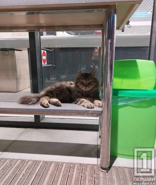 Поштовх дала надто морозна зима: Україна може оновити правила перебування тварин у магазинах і не тільки7