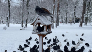 «Страшний не мороз, а голод»: орнітологи пояснили, як допомогти птахам узимку0