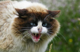 У період з жовтня по грудень 2025 року на Криворіжжі зареєстрували три випадки захворювання на сказ серед тварин0