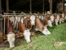 В Україні запускають нову програму розвитку тваринництва: фермери Криворіжжя зможуть отримати держпідтримку0