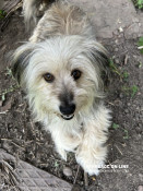 Верховна Рада підтримала законопроєкт про гуманне поводження з тваринами0