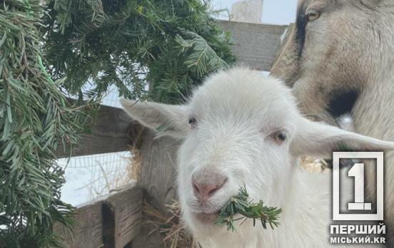 Вітамінна бомба та жест підтримки: мешканці Дніпропетровщини можуть передати свої ялинки на потреби тварин, що постраждали від війни