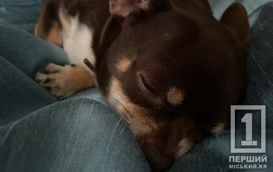 Зовнішній спокій, турбота і розуміння: як заспокоїти наляканого обстрілами песика